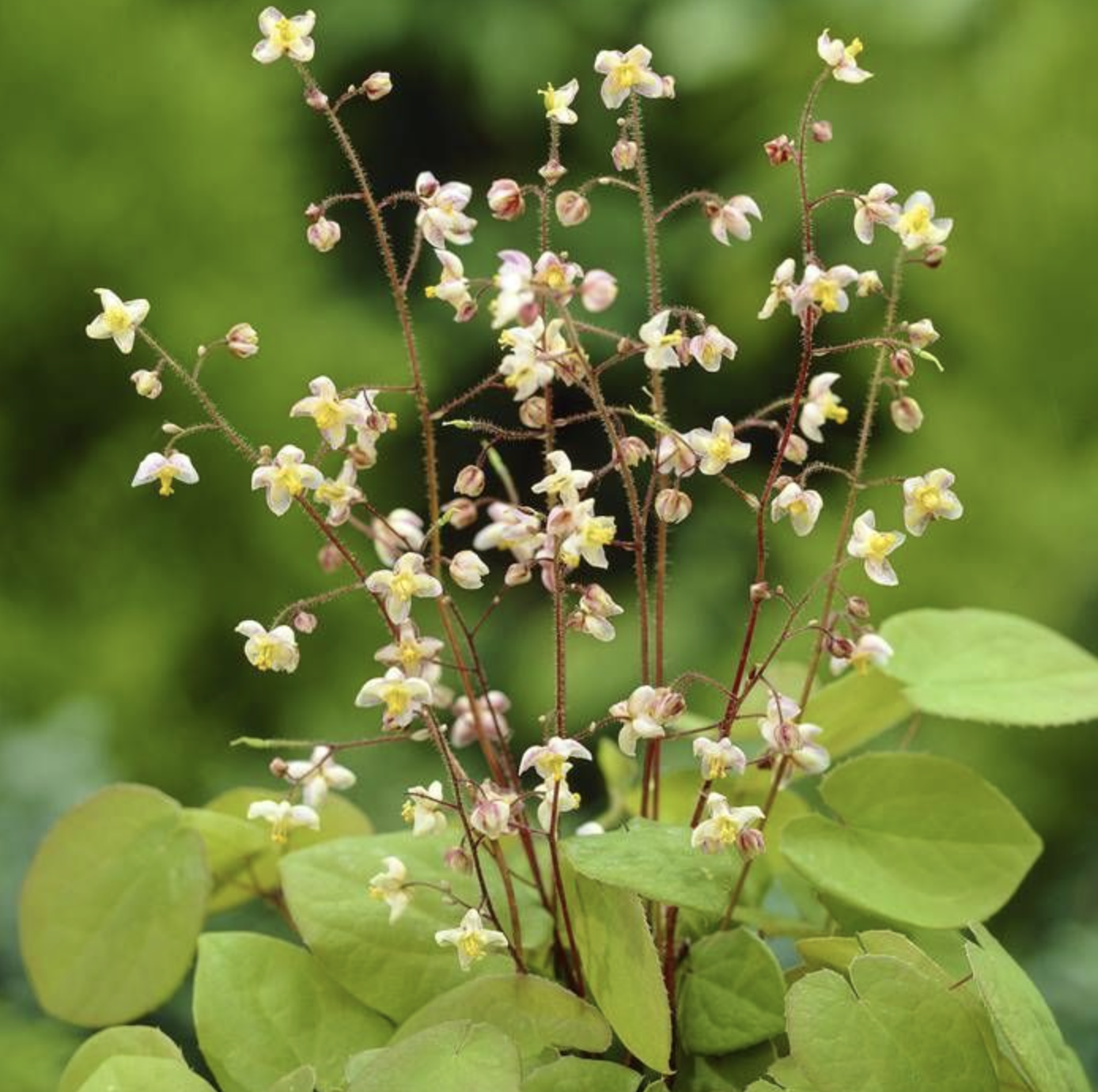 Epimedium
